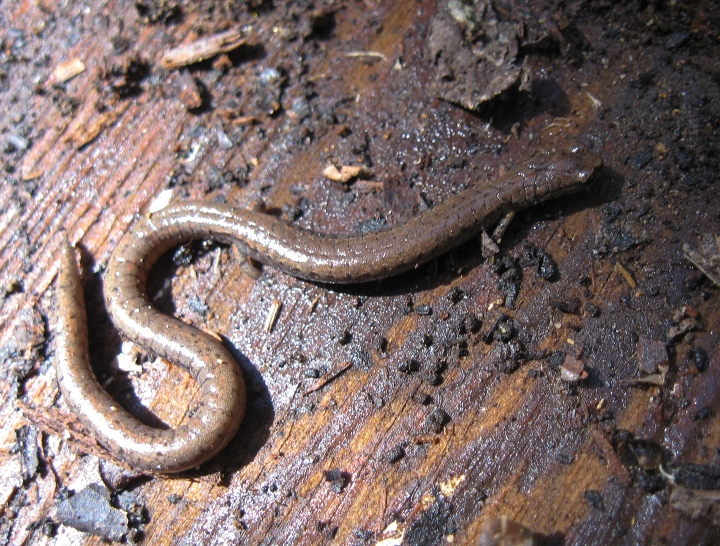 California Slender Salamander